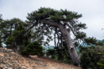 Atalanti Trail. Troodos-Gebirge. Schwarzkiefer