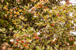 Atalanti Trail. Troodos-Gebirge. Vogelbeere