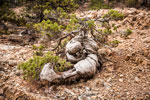 Atalanti Trail. Troodos-Gebirge. Verdreter Stamm