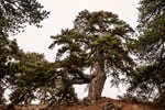 Atalanti Trail. Troodos-Gebirge. Eine Schwarzkiefer