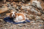Atalanti Trail. Troodos-Gebirge. Ein Hund