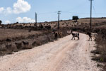 Unterwegs Neo Chorio - Pano Arodes