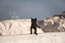 Eine Katze
