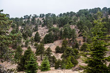 Atalanti Trail. Troodos-Gebirge