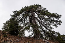 Atalanti Trail. Troodos-Gebirge. Schwarzkiefer