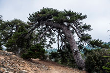 Atalanti Trail. Troodos-Gebirge. Schwarzkiefer