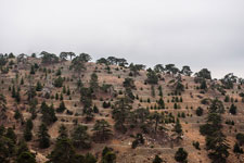 Troodos-Gebirge. Atalanti Trail. Abstufung