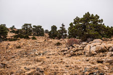 Troodos-Gebirge. Atalanti Trail. Bergabhänge
