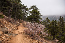 Atalanti Trail. Troodos-Gebirge