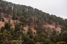 Atalanti Trail. Troodos-Gebirge