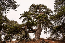 Atalanti Trail. Troodos-Gebirge. Eine Schwarzkiefer
