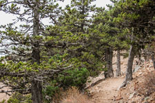 Atalanti Trail. Troodos-Gebirge