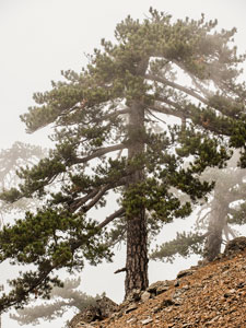 Atalanti Trail. Troodos-Gebirge. Eine Schwarzkiefer