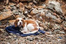 Atalanti Trail. Troodos-Gebirge. Ein Hund