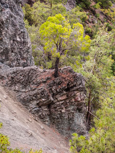 Troodos-Gebirge. Eine Kiefer