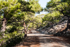 Halbinsel Akamas. Smigies Wanderung. Forstpiste
