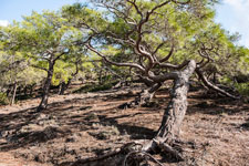 Halbinsel Akamas. Smigies Wanderung