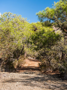 Halbinsel Akamas. Smigies Wanderung. Forstpiste