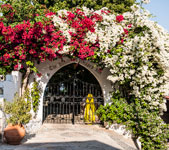 Dorf Pissouri. Bougainvillea