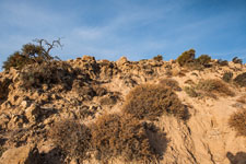 Am Kap Aspro. Vegetation