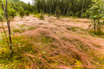 Zum Berg Stetind. Geneigter Gras