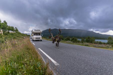 Ein Hirsch auf RV 51