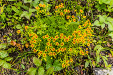 Zum Berg Langletinden. Blumen