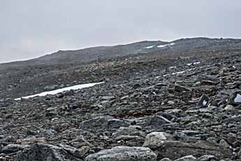 Dovrefjell. Wanderweg: Reinheim-Snoøheim