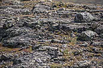 Dovrefjell. Berg Nystugguhøa. Vogelfamilie.
