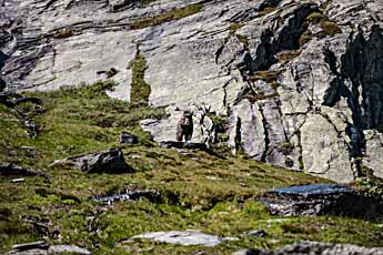 Dovrefjell. Ein Moschusochse