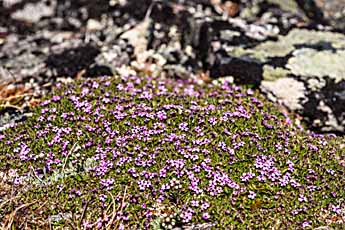 Dovrefjell. Leimkraut.