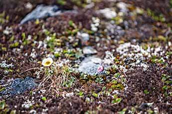 Dovrefjell. Gletscher-Hahnenfuß