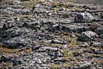Dovrefjell. Berg Nystugguhøa. Vogelfamilie.
