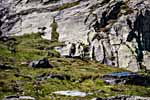 Dovrefjell. Ein Moschusochse