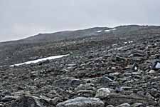 Dovrefjell. Wanderweg: Reinheim-Snoøheim