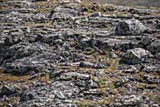 Dovrefjell. Berg Nystugguhøa. Vogelfamilie.