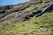 Dovrefjell. Ein Moschusochse
