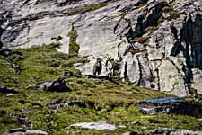 Dovrefjell. Ein Moschusochse