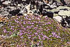 Dovrefjell. Leimkraut.