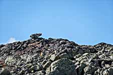 Dovrefjell. Steinfrosch
