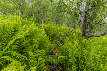 Zum Berg Møysalen. Nasse Farne