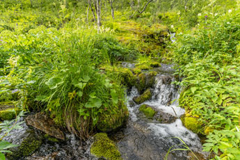Forkledalen. Ein Bach