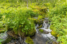 Forkledalen. Ein Bach