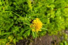 kurzer arktische Sommer