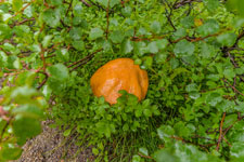 zum Berg Møysalen. Ein Butterpilz