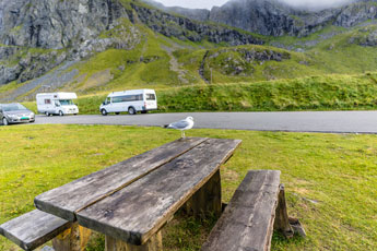 Lofoten. Flakstad. Eine Möwe
