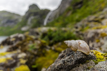 Moskenesøya. Zum Berg Hermannsdalstinden. Forsfjord