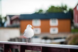 Lofoten. Insel Austvågøya. Henningsvær