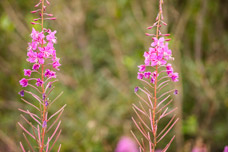 Sløverfjorden. Blumen Weidenröschen