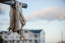 Lofoten. Insel Austvågøya. Henningsvær. Stockfisch
